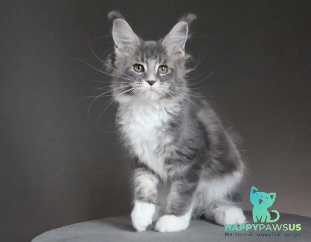 Groza Maine Coon female blue tabby with white - live animals