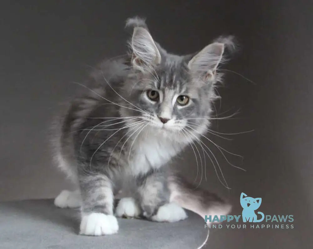 Groza Maine Coon female blue tabby with white - live animals