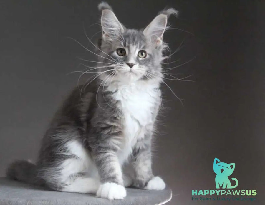 Groza Maine Coon female blue tabby with white - live animals