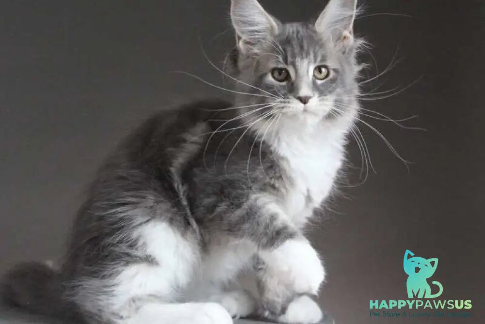 Groza Maine Coon female blue tabby with white - live animals