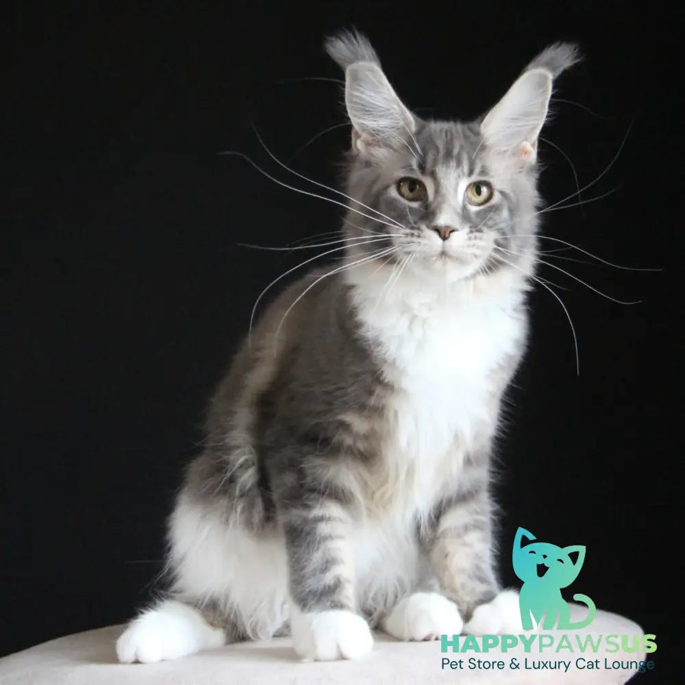 Groza Maine Coon female blue tabby with white - live animals
