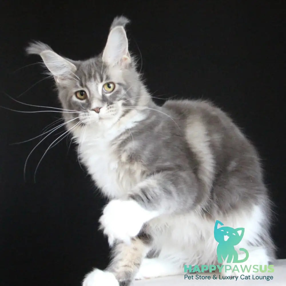 Groza Maine Coon female blue tabby with white - live animals