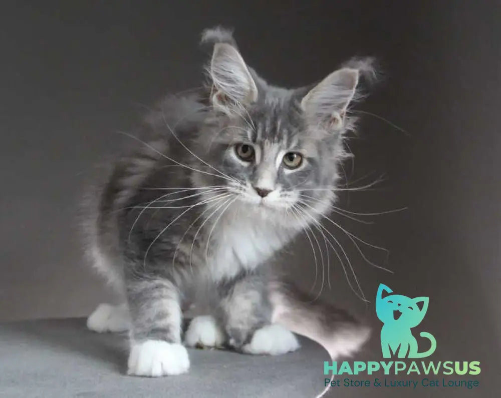 Groza Maine Coon female blue tabby with white - live animals