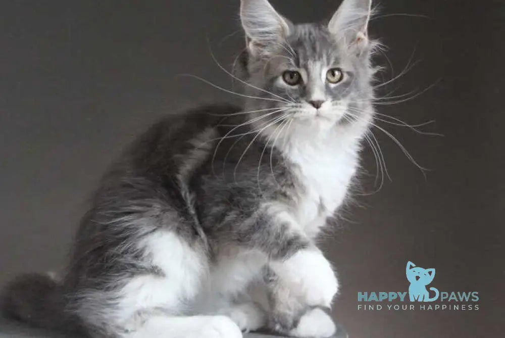 Groza Maine Coon female blue tabby with white - live animals