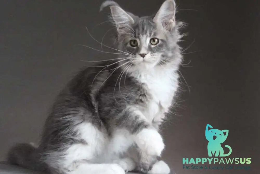 Groza Maine Coon female blue tabby with white - live animals