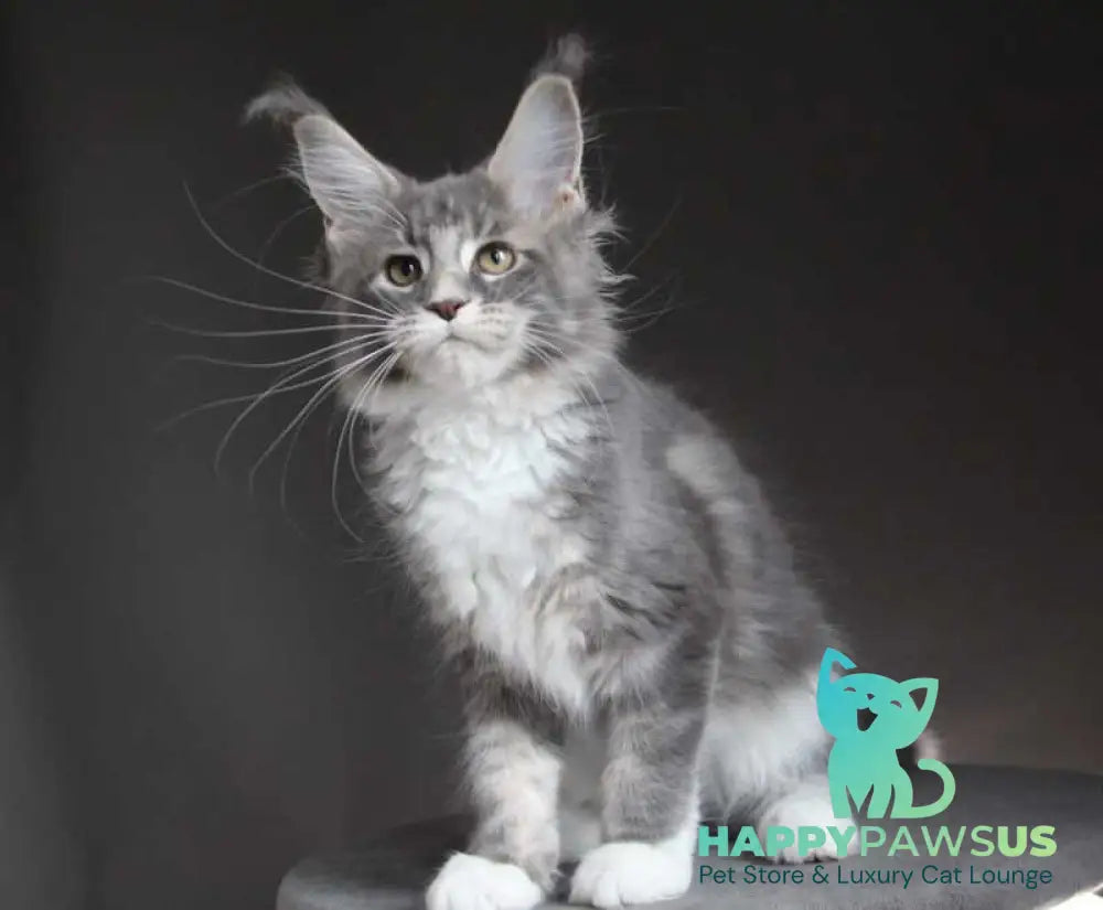 Groza Maine Coon female blue tabby with white - live animals