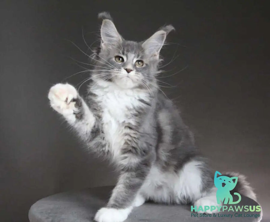 Groza Maine Coon female blue tabby with white - live animals