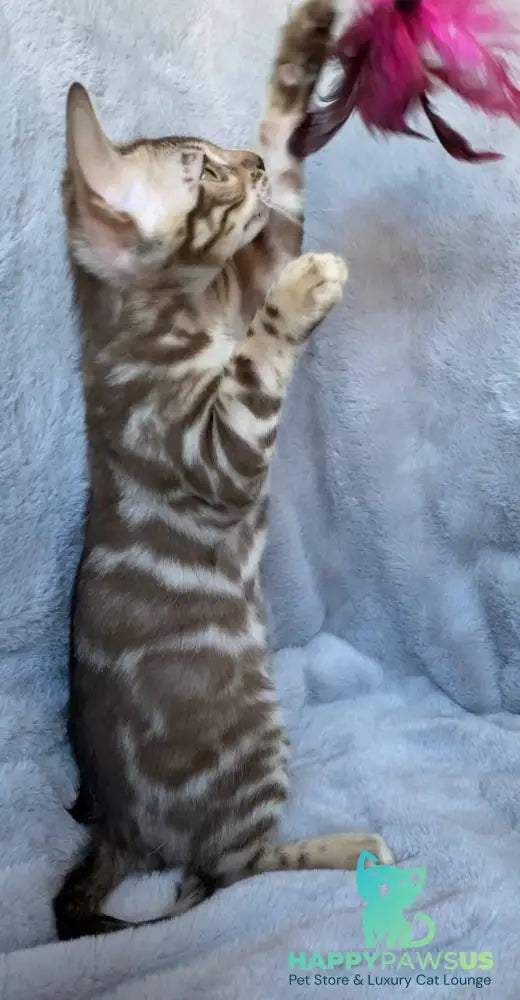 Gucci Bengal male black amber spotted tabby live animals