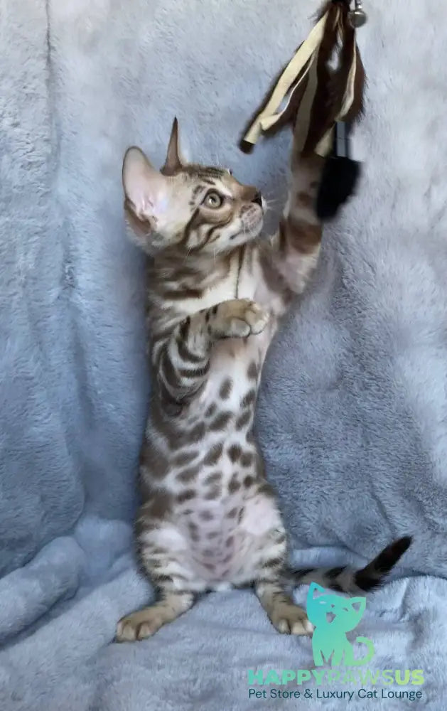 Gucci Bengal male black amber spotted tabby live animals