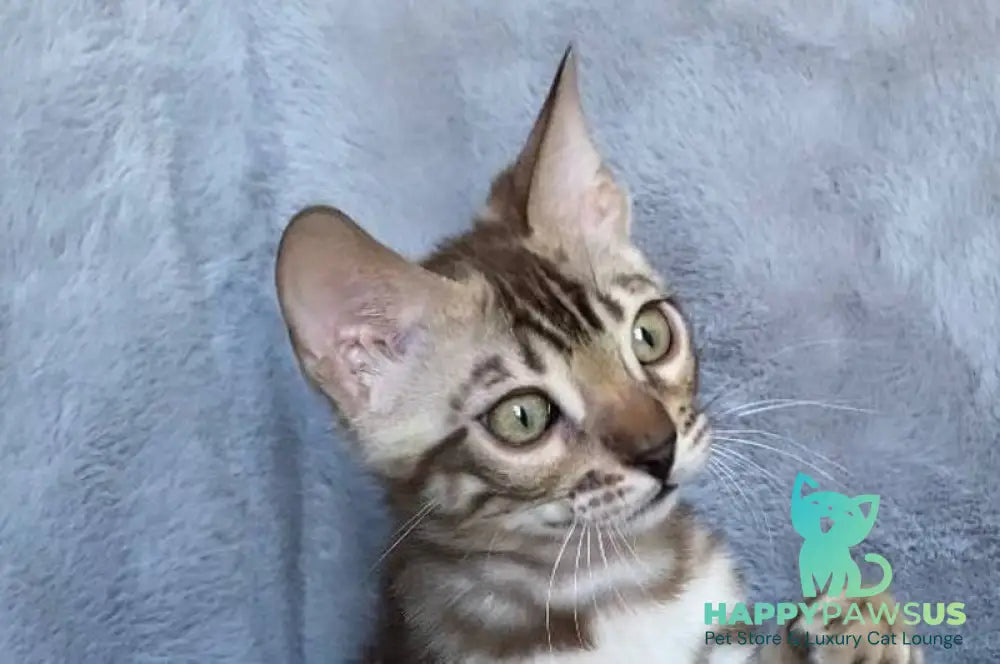 Gucci Bengal male black amber spotted tabby live animals