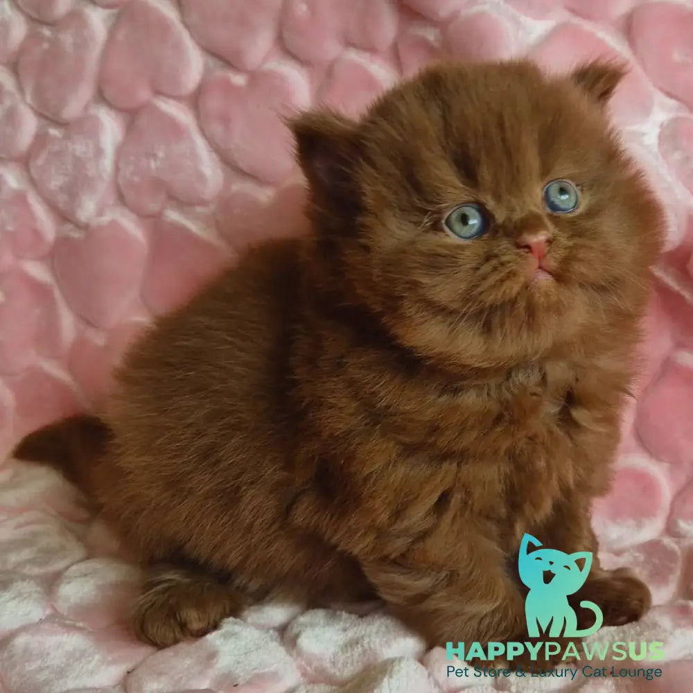 Gucci British Longhair male cinnamon - live animals