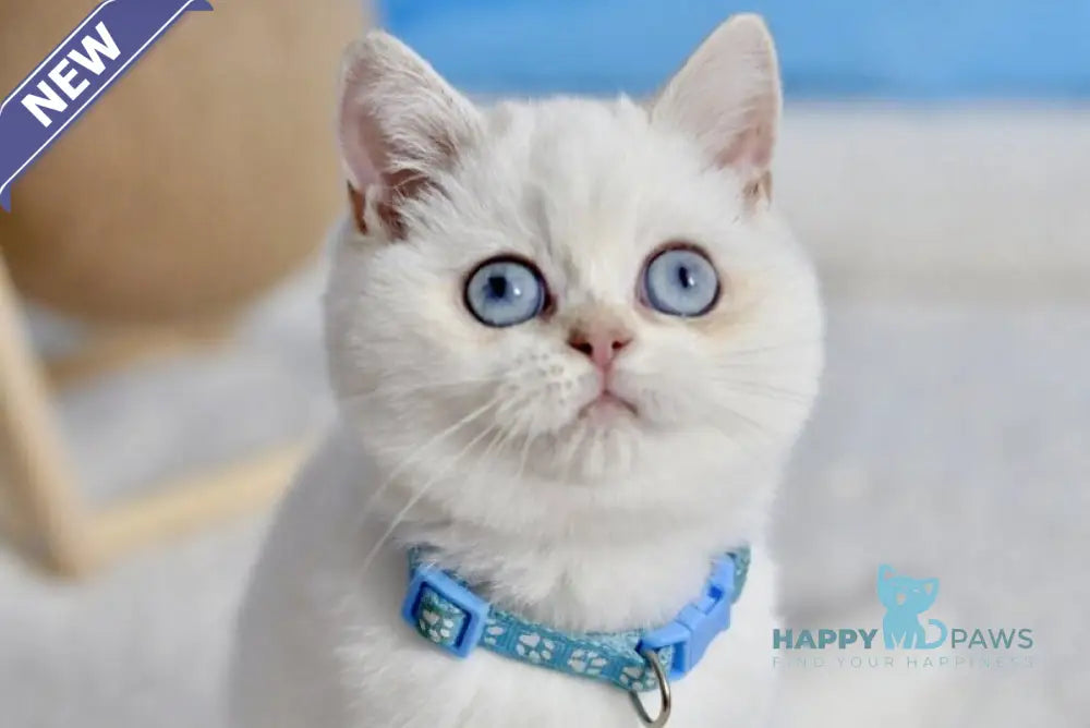 Gucci British Shorthair male black golden shaded pointed live animals