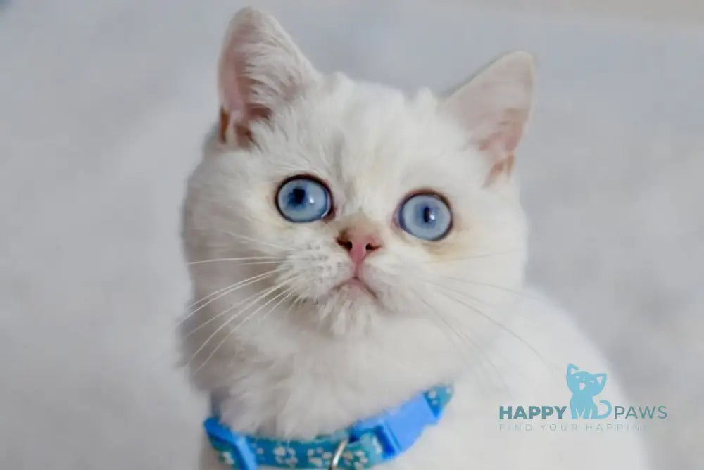 Gucci British Shorthair male black golden shaded pointed live animals