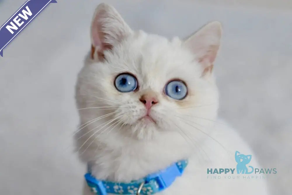 Gucci British Shorthair male black golden shaded pointed live animals