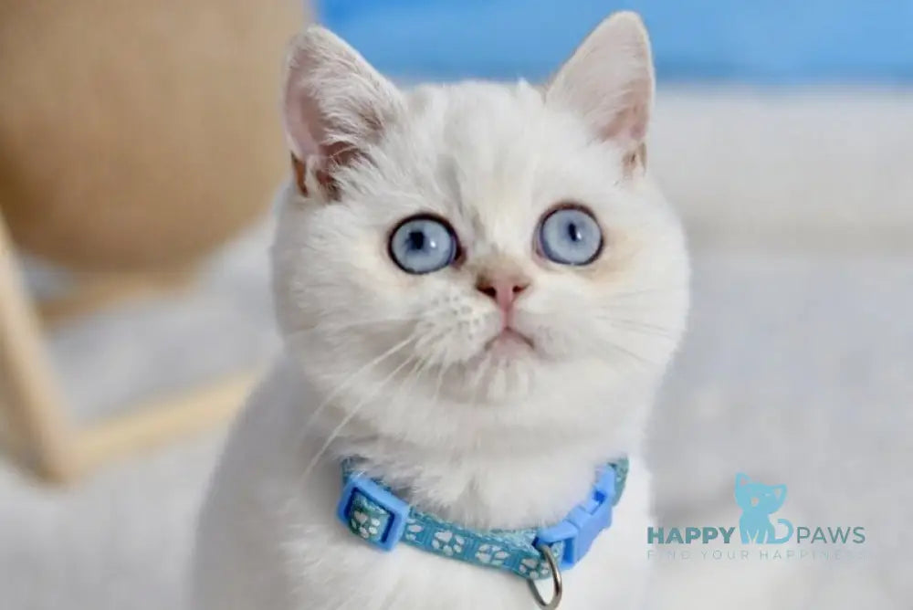 Gucci British Shorthair male black golden shaded pointed live animals