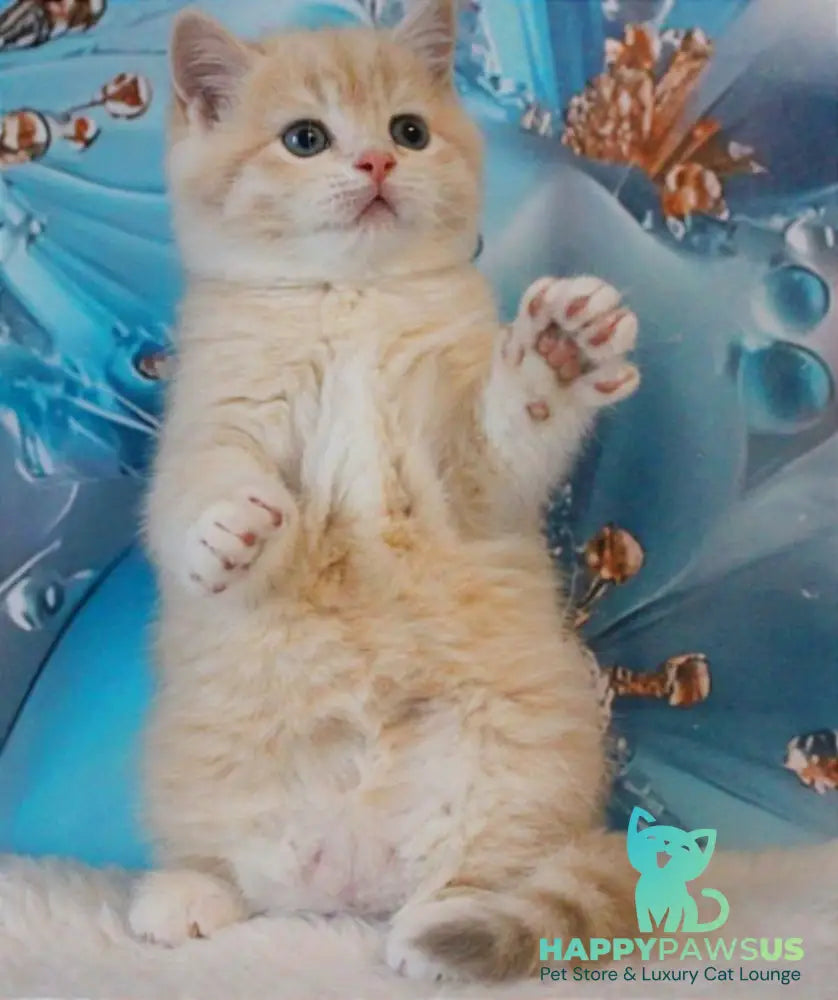 Gucci British Shorthair male lilac golden shaded - live animals