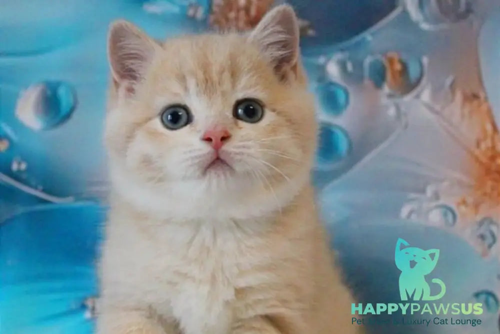 Gucci British Shorthair male lilac golden shaded - live animals