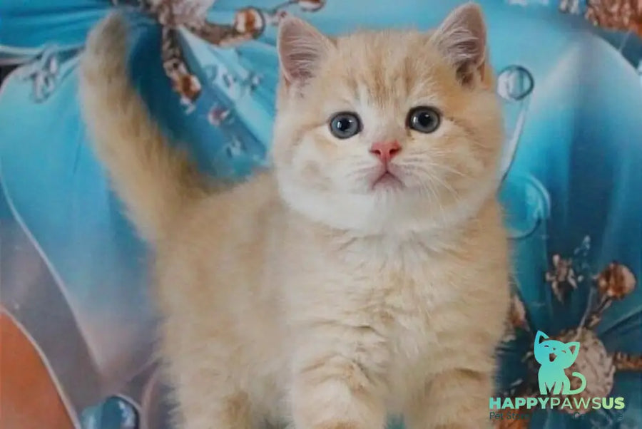 Gucci British Shorthair male lilac golden shaded - live animals