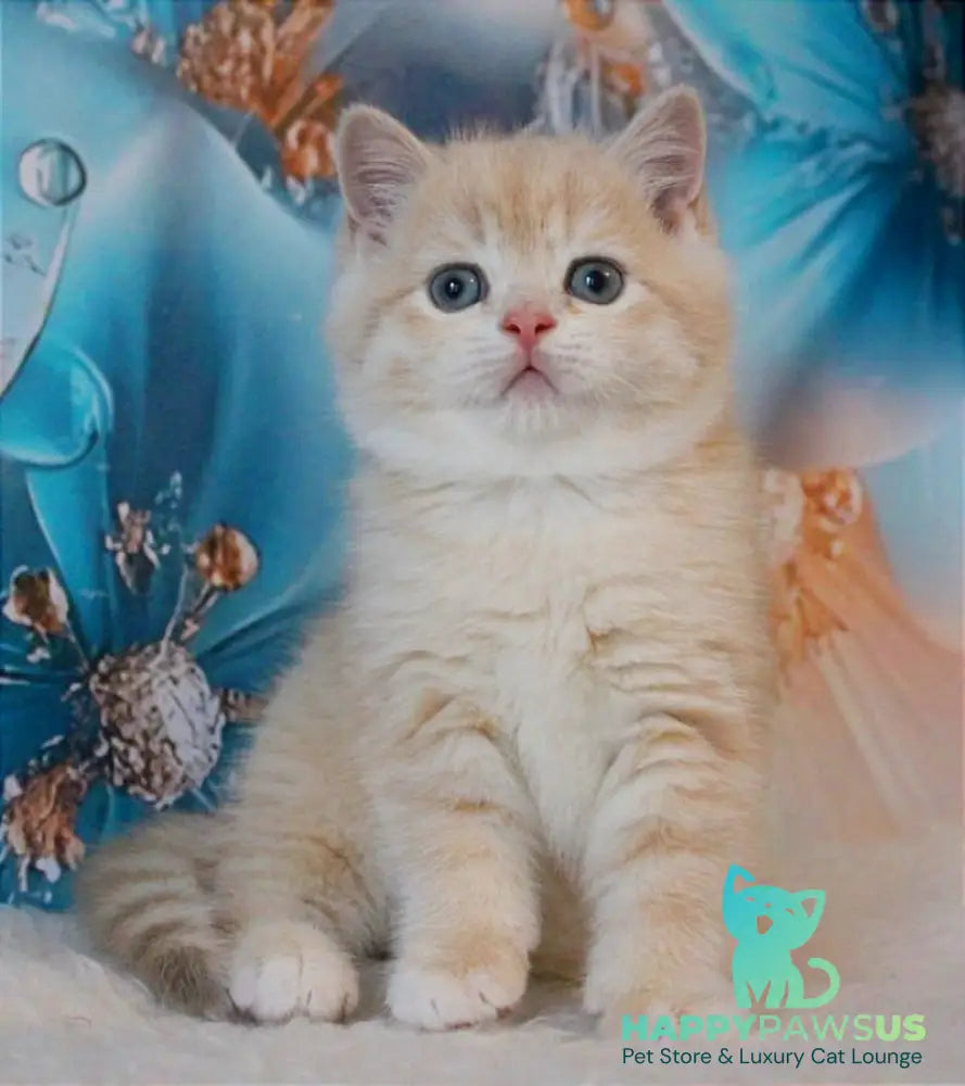 Gucci British Shorthair male lilac golden shaded - live animals