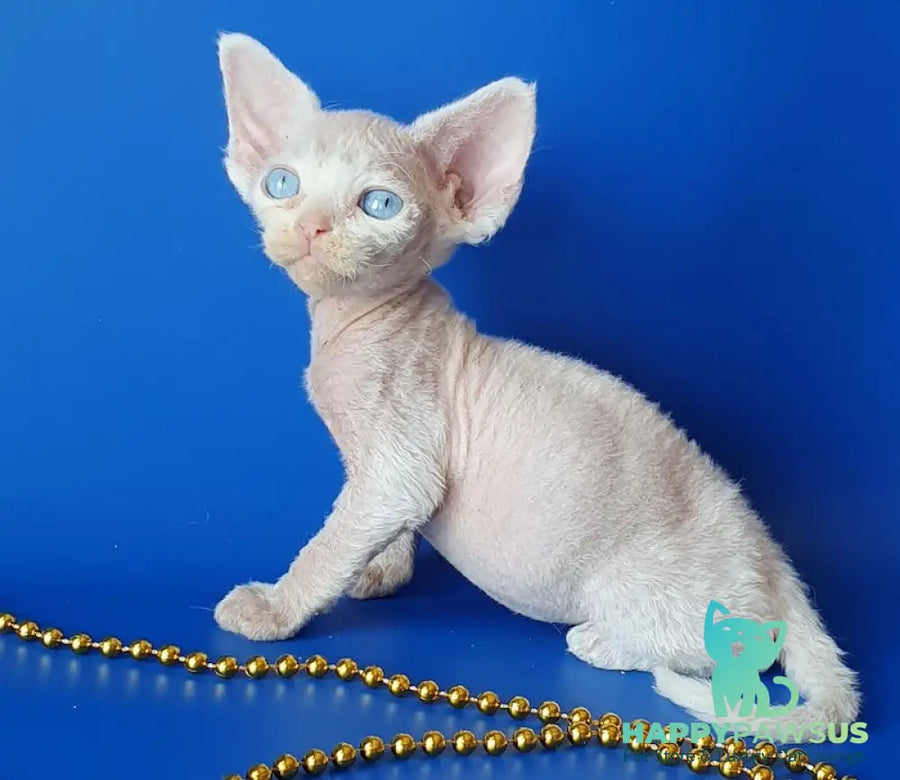 Gucci Devon Rex male white - live animals