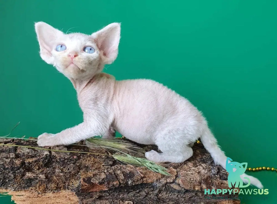 Gucci Devon Rex male white - live animals
