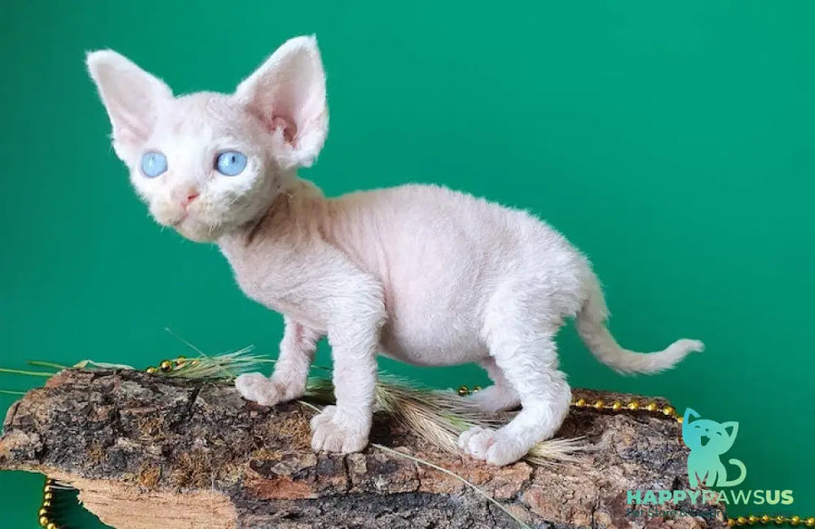 Gucci Devon Rex male white - live animals