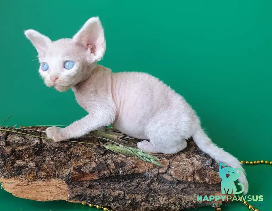 Gucci Devon Rex male white - live animals