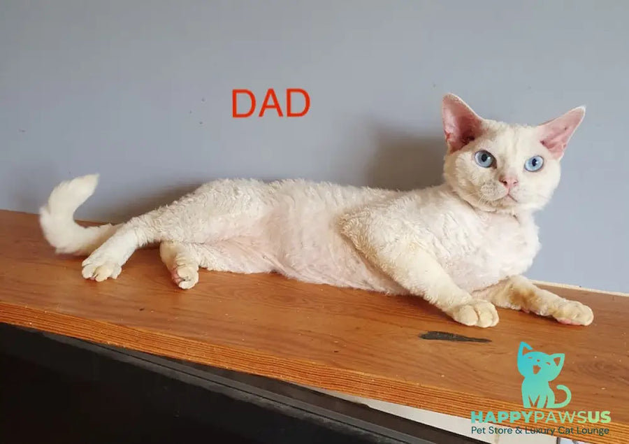 Gucci Devon Rex male white - live animals
