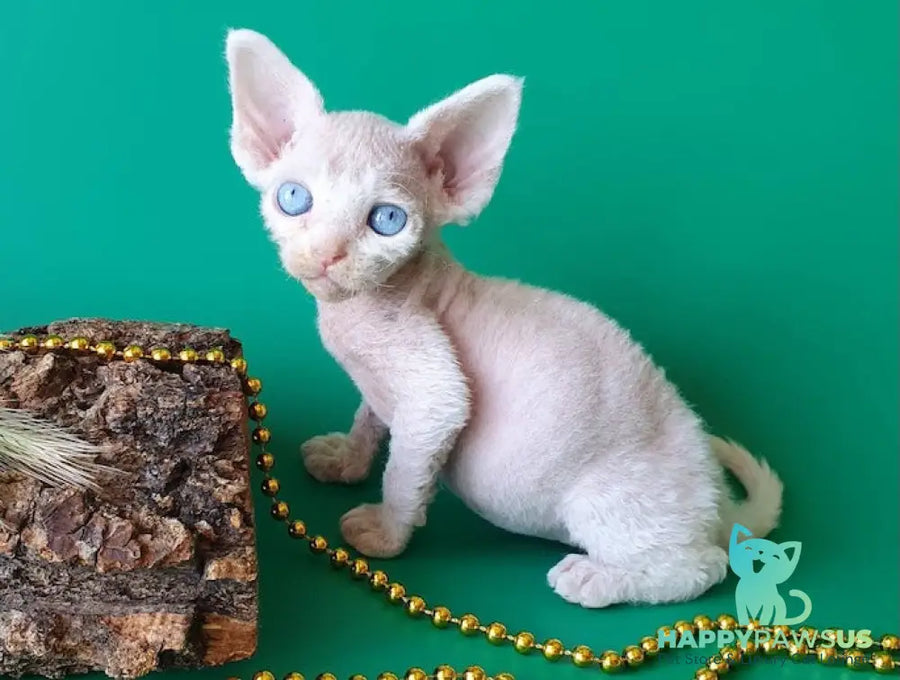Gucci Devon Rex male white - live animals