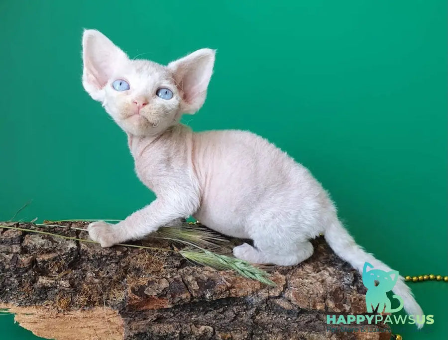 Gucci Devon Rex male white - live animals