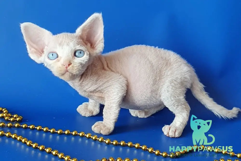 Gucci Devon Rex male white - live animals