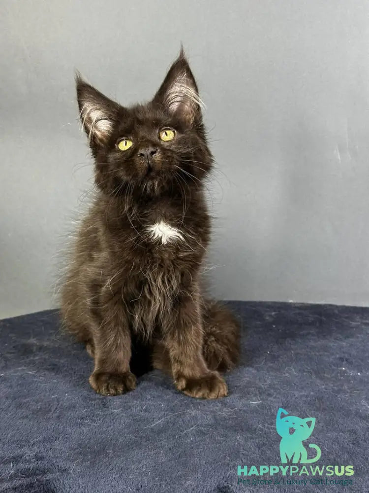 Gucci Maine Coon female black with white - live animals