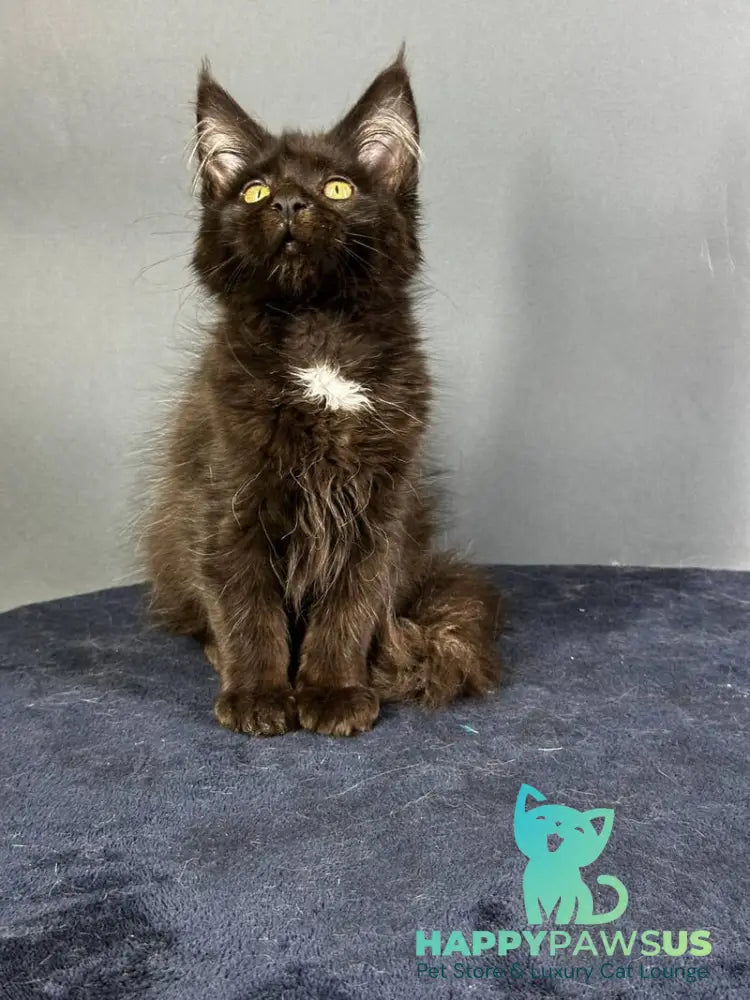Gucci Maine Coon female black with white - live animals