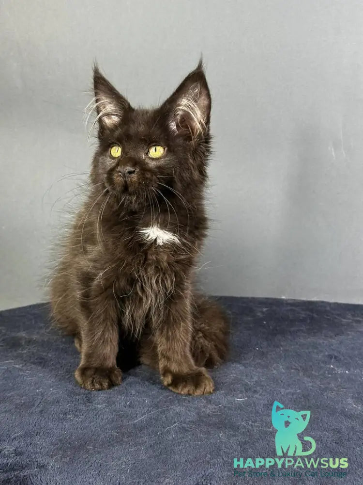 Gucci Maine Coon female black with white - live animals