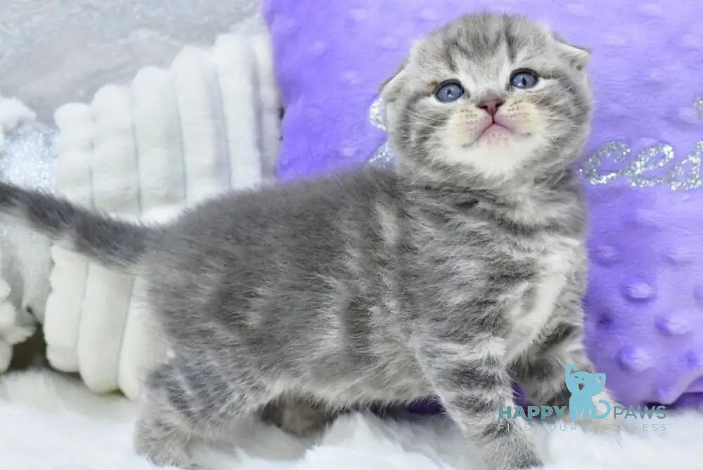 Gucci Scottish Fold male blue spotted tabby live animals