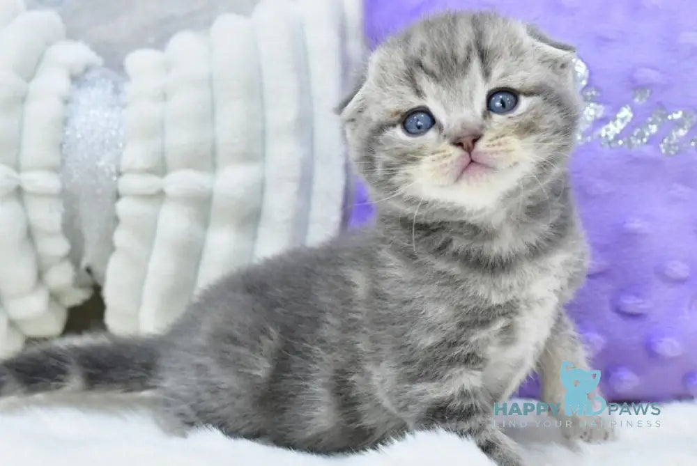 Gucci Scottish Fold male blue spotted tabby live animals