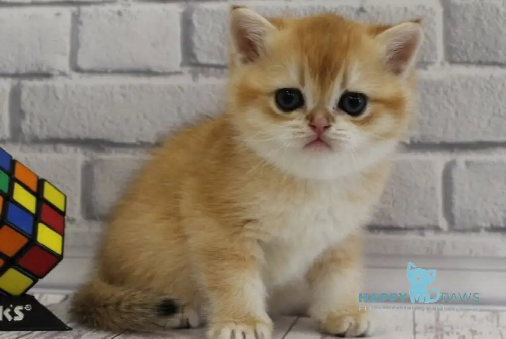 Guchi Scottish Straight male black golden chinchilla live animals