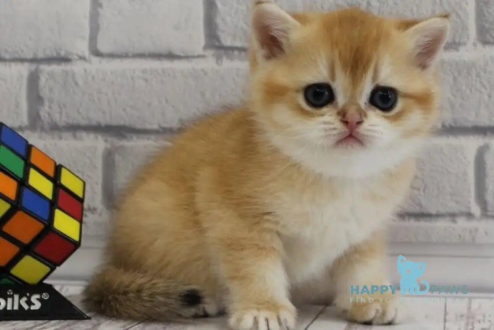 Guchi Scottish Straight male black golden chinchilla live animals