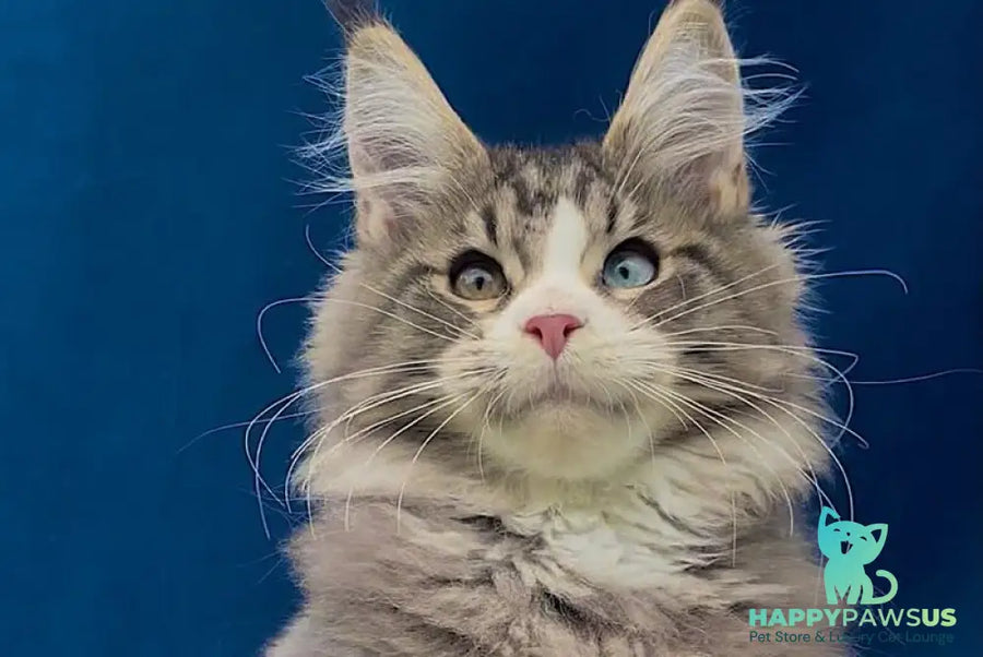 Gudvyn Maine Coon male black ticked tabby bicolour - live animals
