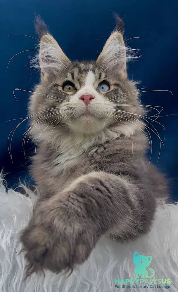 Gudvyn Maine Coon male black ticked tabby bicolour - live animals