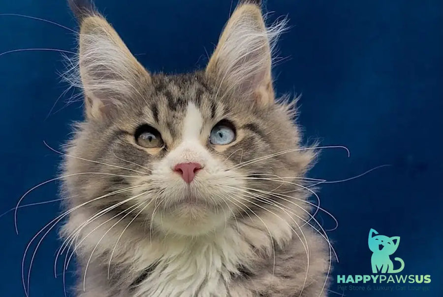 Gudvyn Maine Coon male black ticked tabby bicolour - live animals