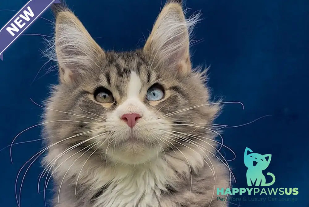 Gudvyn Maine Coon male black ticked tabby bicolour - live animals