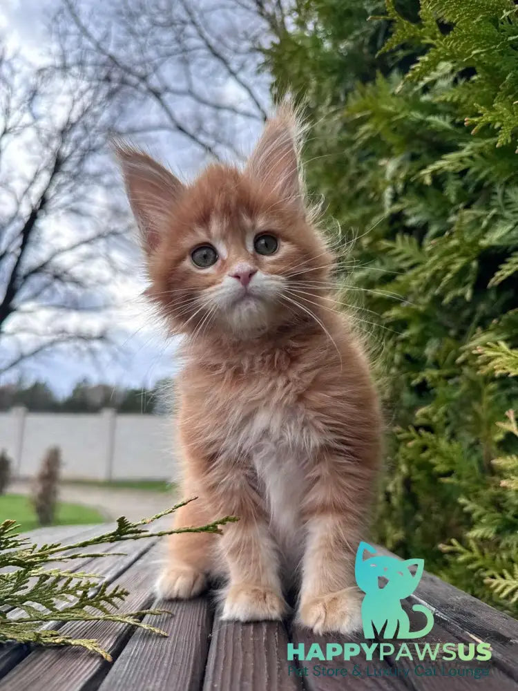Guido Maine Coon male red spotted tabby - live animals