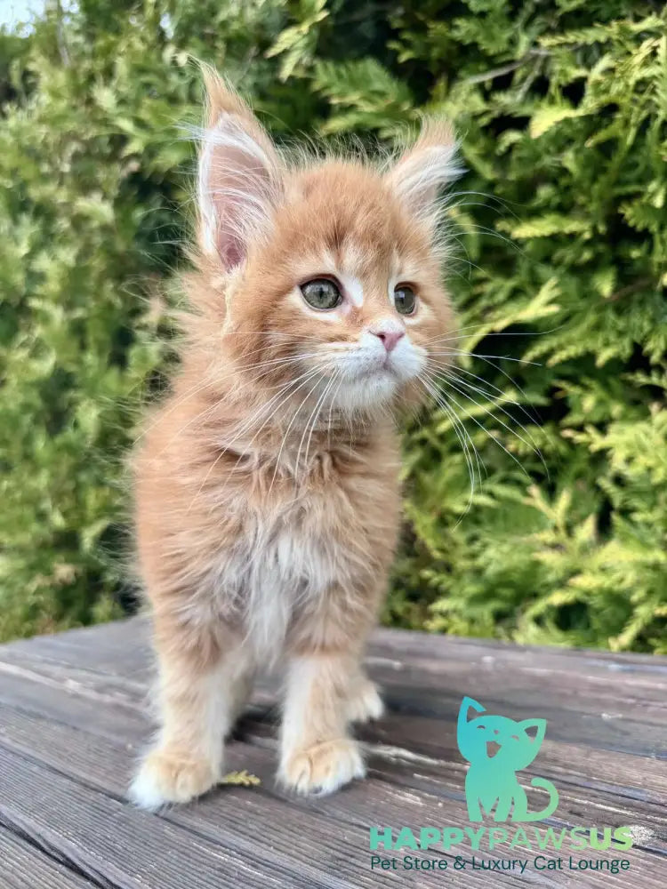 Guido Maine Coon male red spotted tabby - live animals