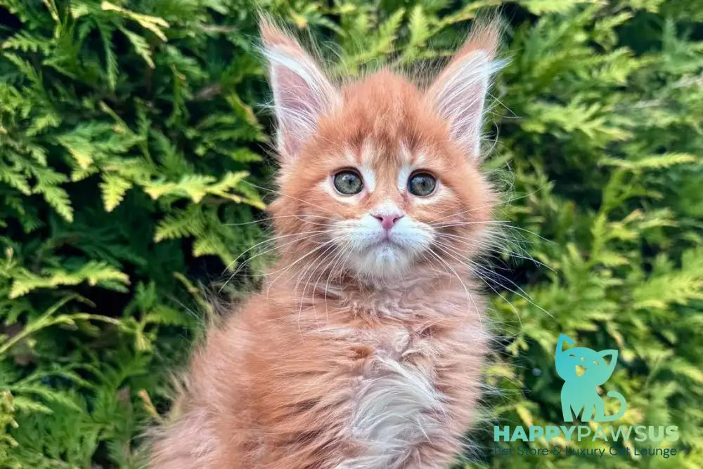 Guido Maine Coon male red spotted tabby - live animals
