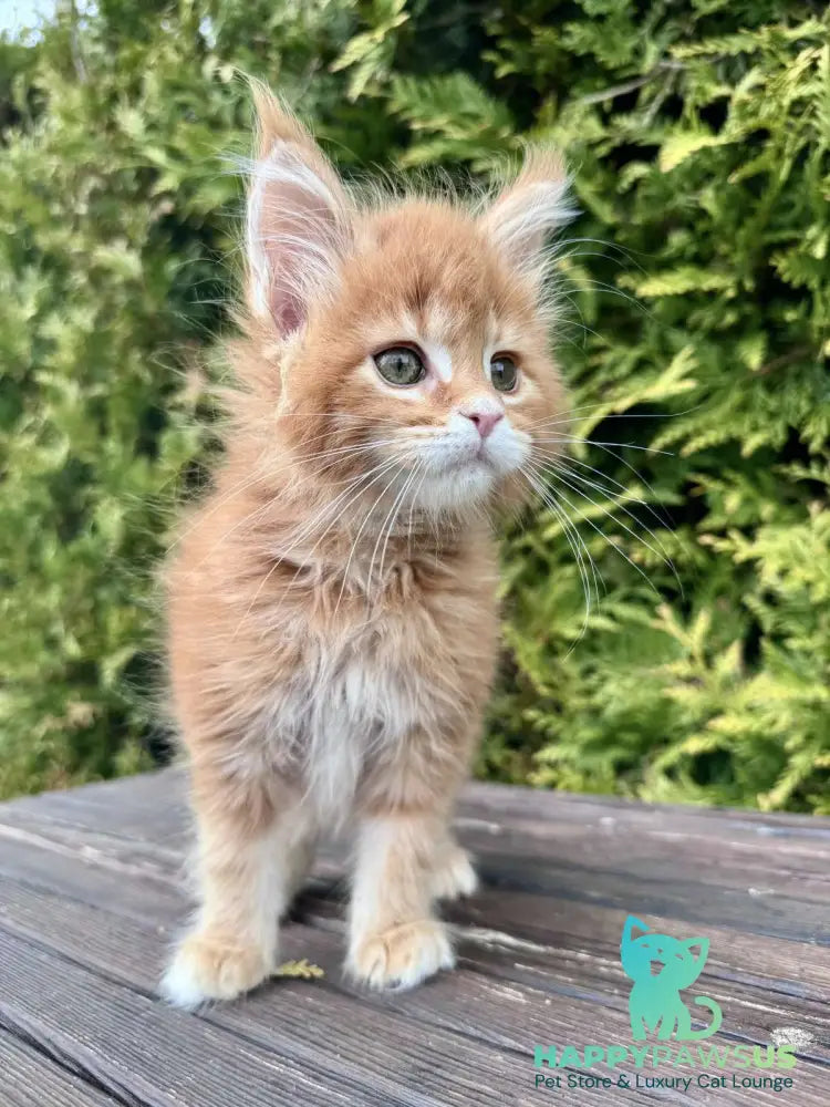 Guido Maine Coon male red spotted tabby - live animals