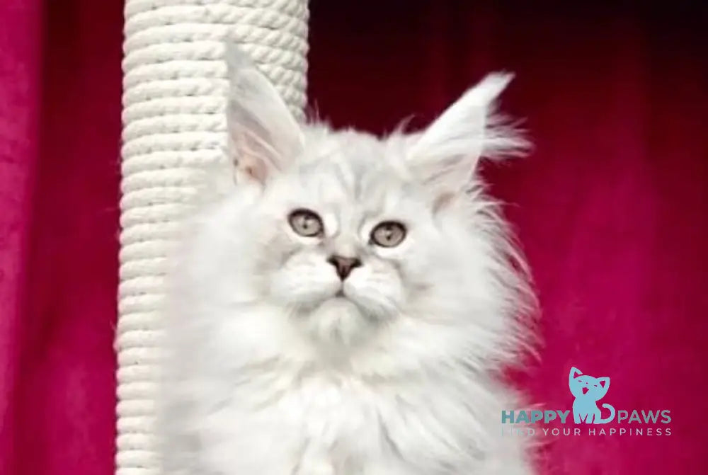 Gun Maine Coon polydactyl male black silver shaded live animals