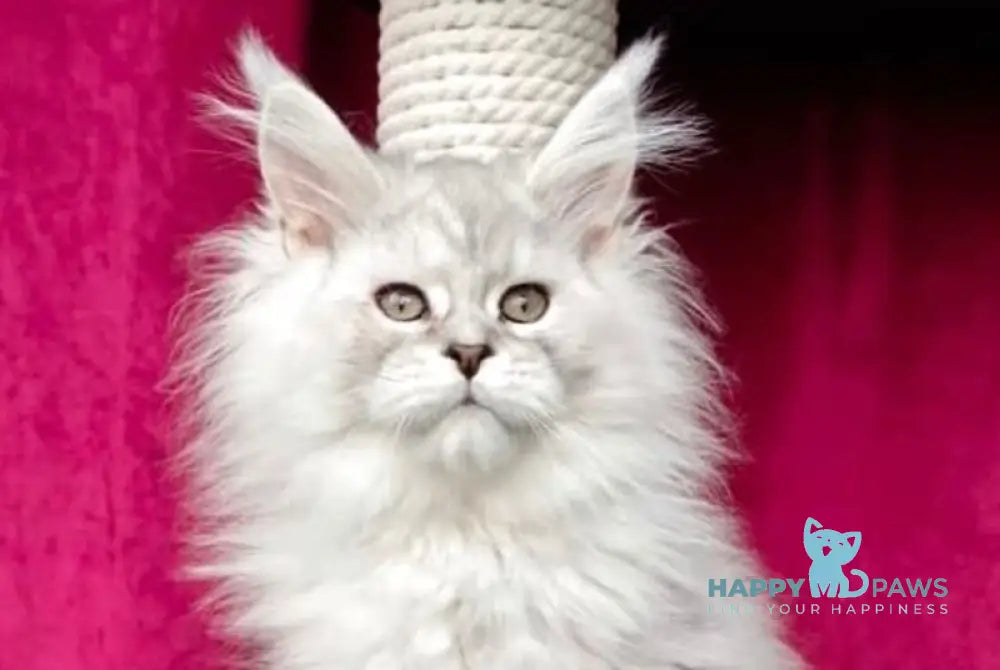 Gun Maine Coon polydactyl male black silver shaded live animals