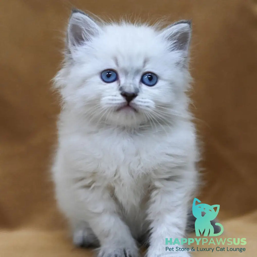 Gvidon Neva Masquerade male blue tabby pointed - live animals