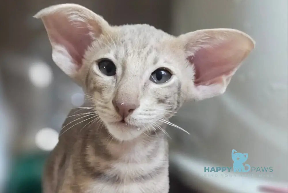 Х-File Oriental Shorthair male lilac tabby live animals